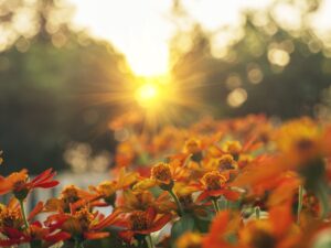 Sunrise over wildflowers symbolizing new beginnings and alignment.